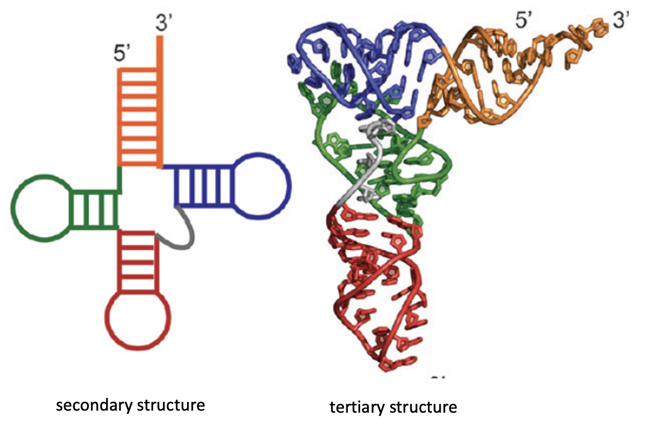 RNA secondary and tertiary structure